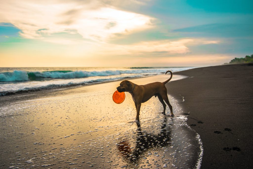The Importance of Enrichment – Yaletown Dog Training