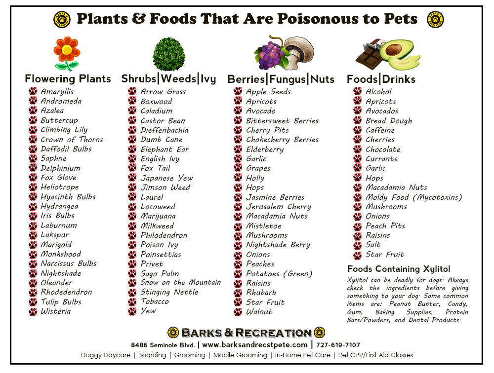 Toxic Foods For Dogs Printable